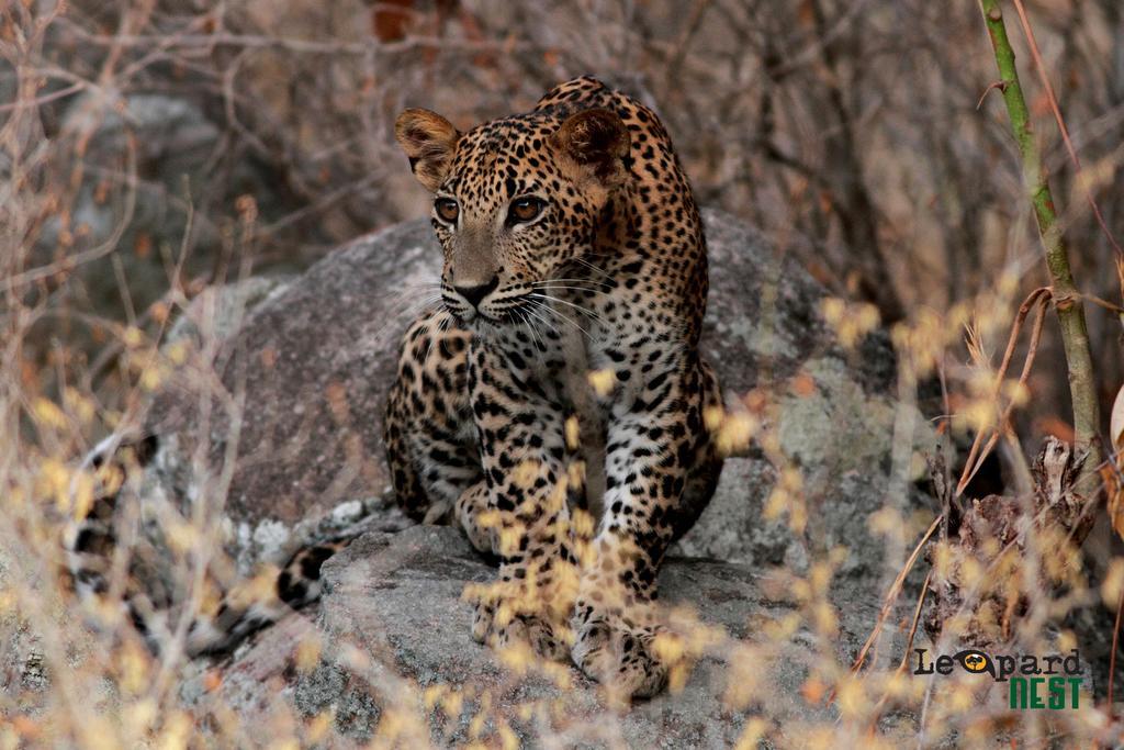 Leopard Nest - Glamping In Yala Hotel Екстериор снимка
